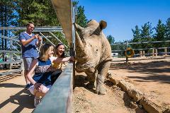 Rhino Encounter
