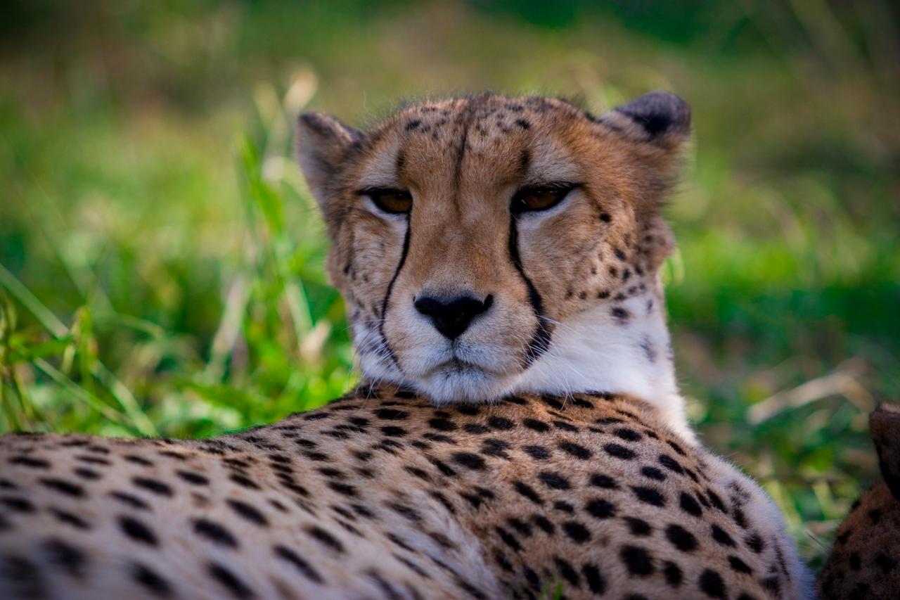 Meet-a-Cheetah