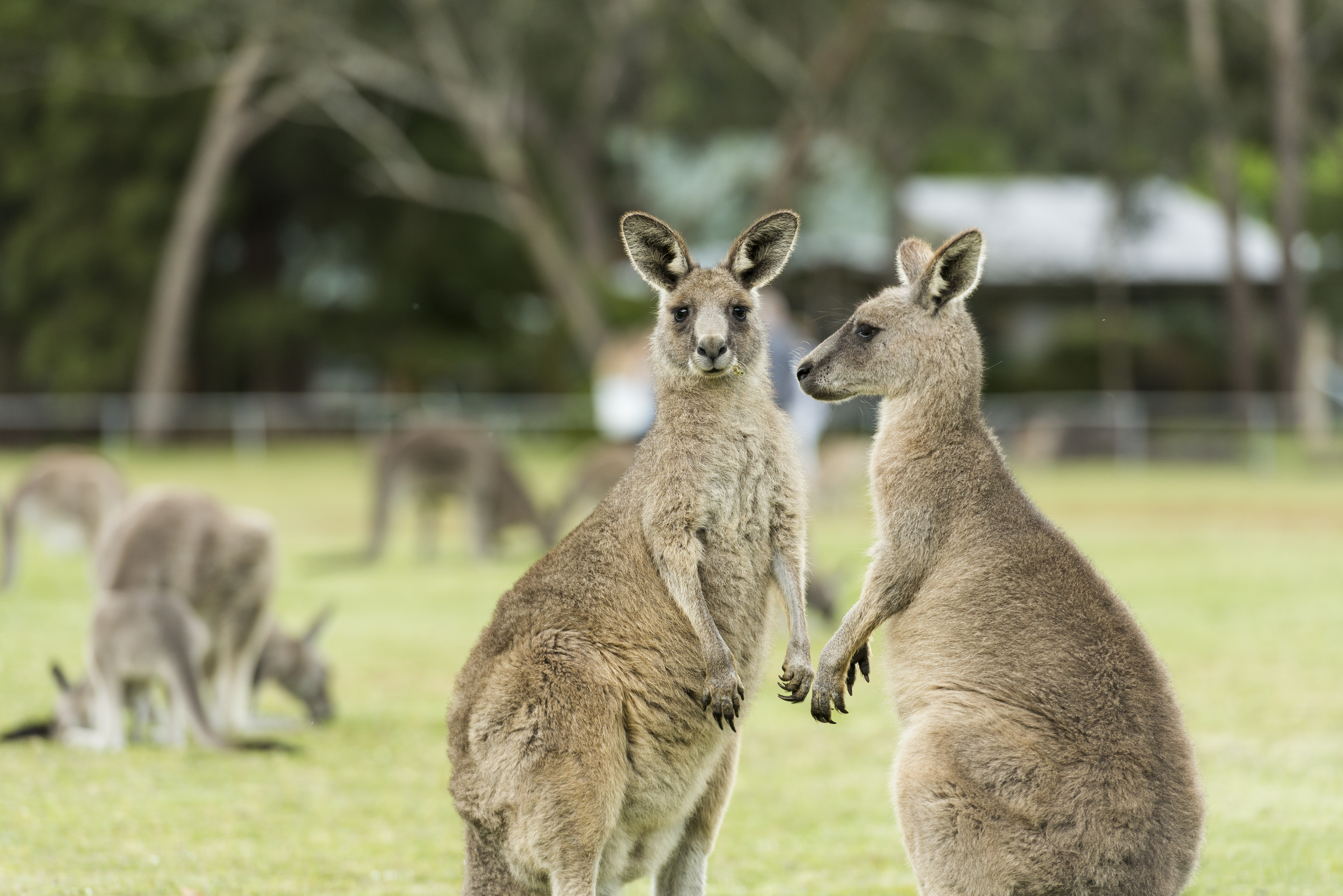 2-Day Melbourne to Adelaide (Basic Dorm Share) | National Park Entry Fees | Air-conditioned Small Group Travel