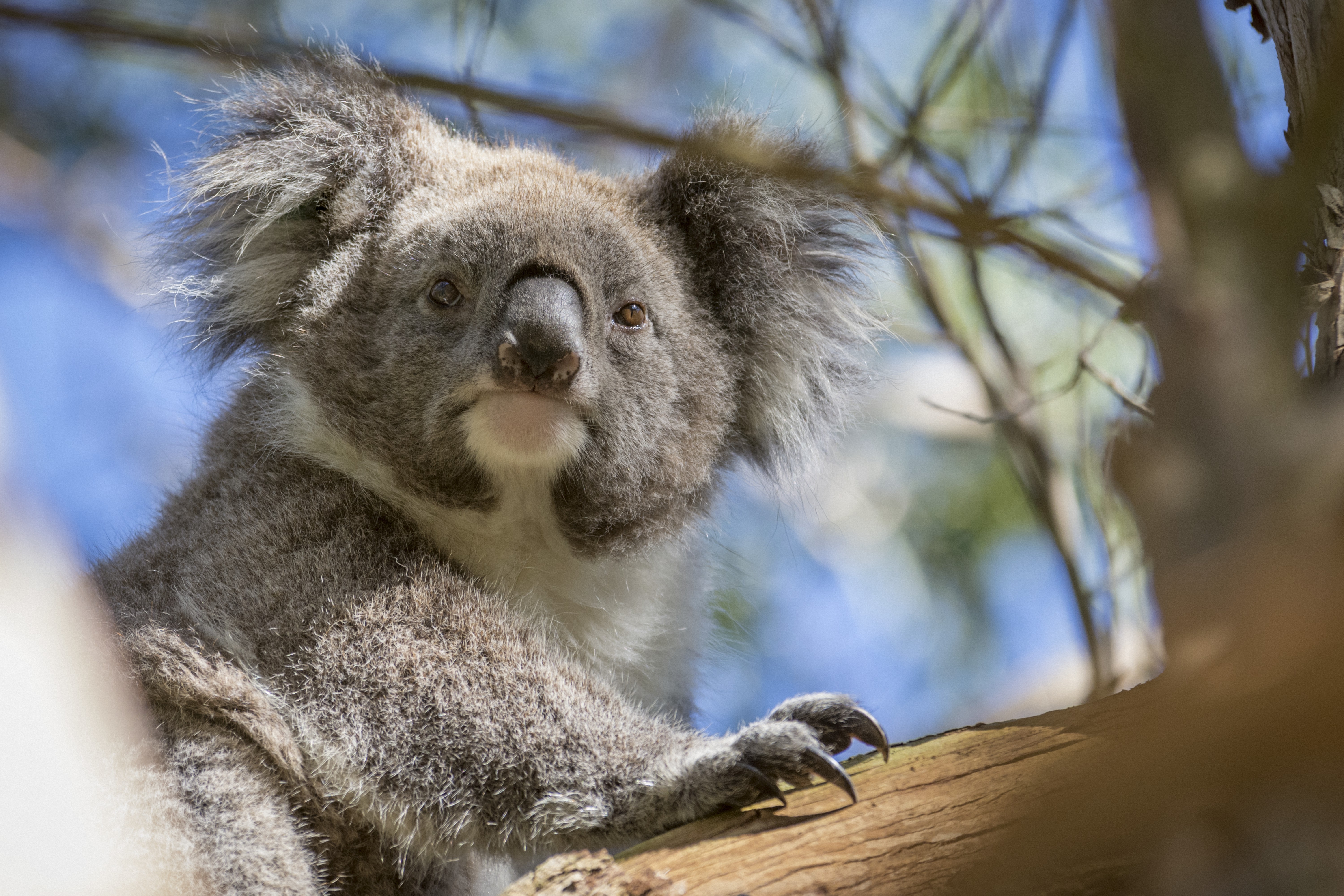 Phillip Island and Koala Highlights with Penguins General Viewing | Admission into Koala Conservation Reserve | Air-conditioned Mini-coach Travel