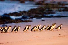 Autopia Tours: Phillip Island & Koala Highlights - Penguins Plus Viewing