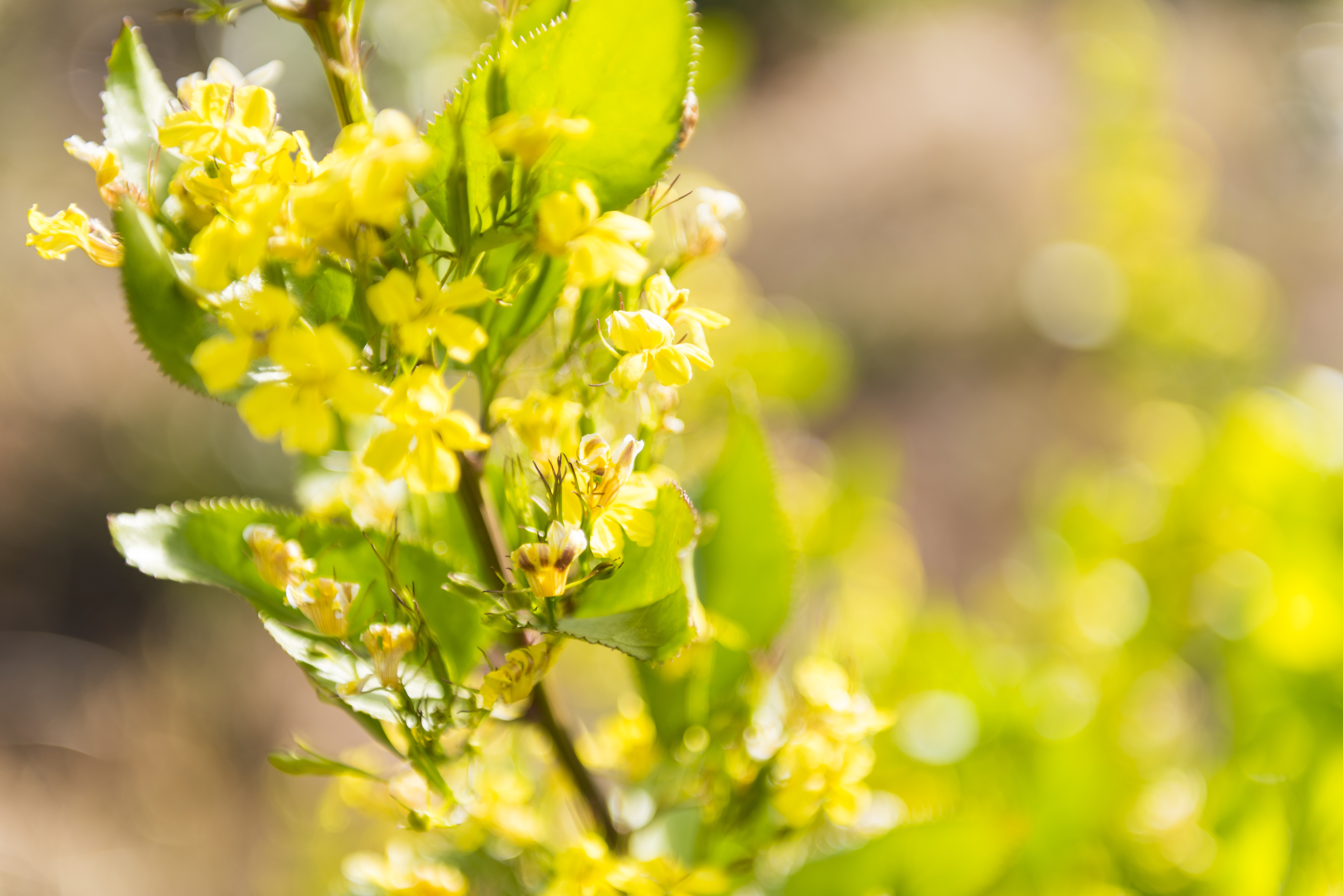 2-Day Melbourne to Adelaide (Private Single Room) | National Park Entry Fees | Air-conditioned Small Group Travel