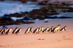 Autopia Tours: Phillip Island Penguins + Koalas - Penguins Premium Viewing