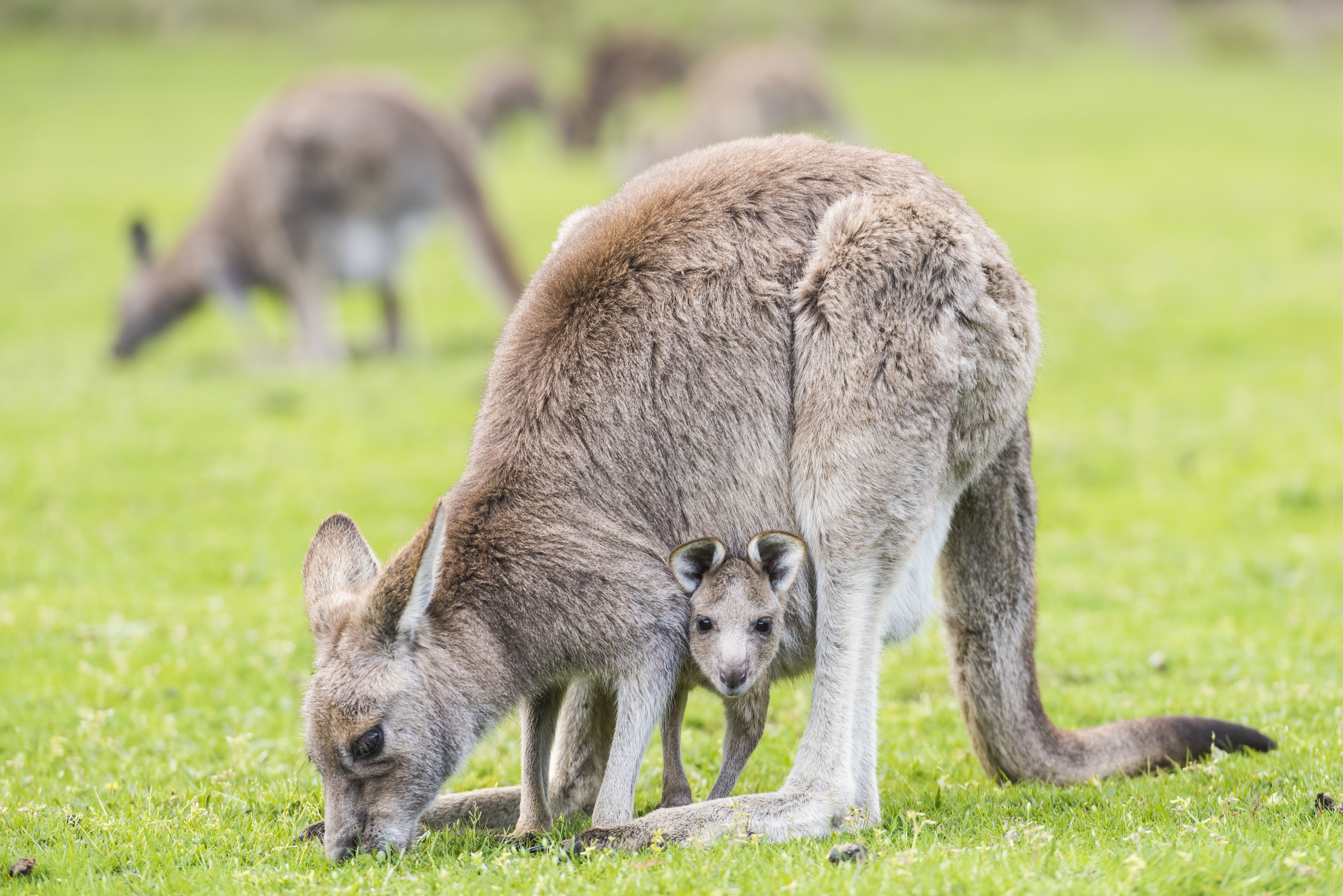 Autopia Tours: Melbourne to Adelaide 3 Day (Single Room)