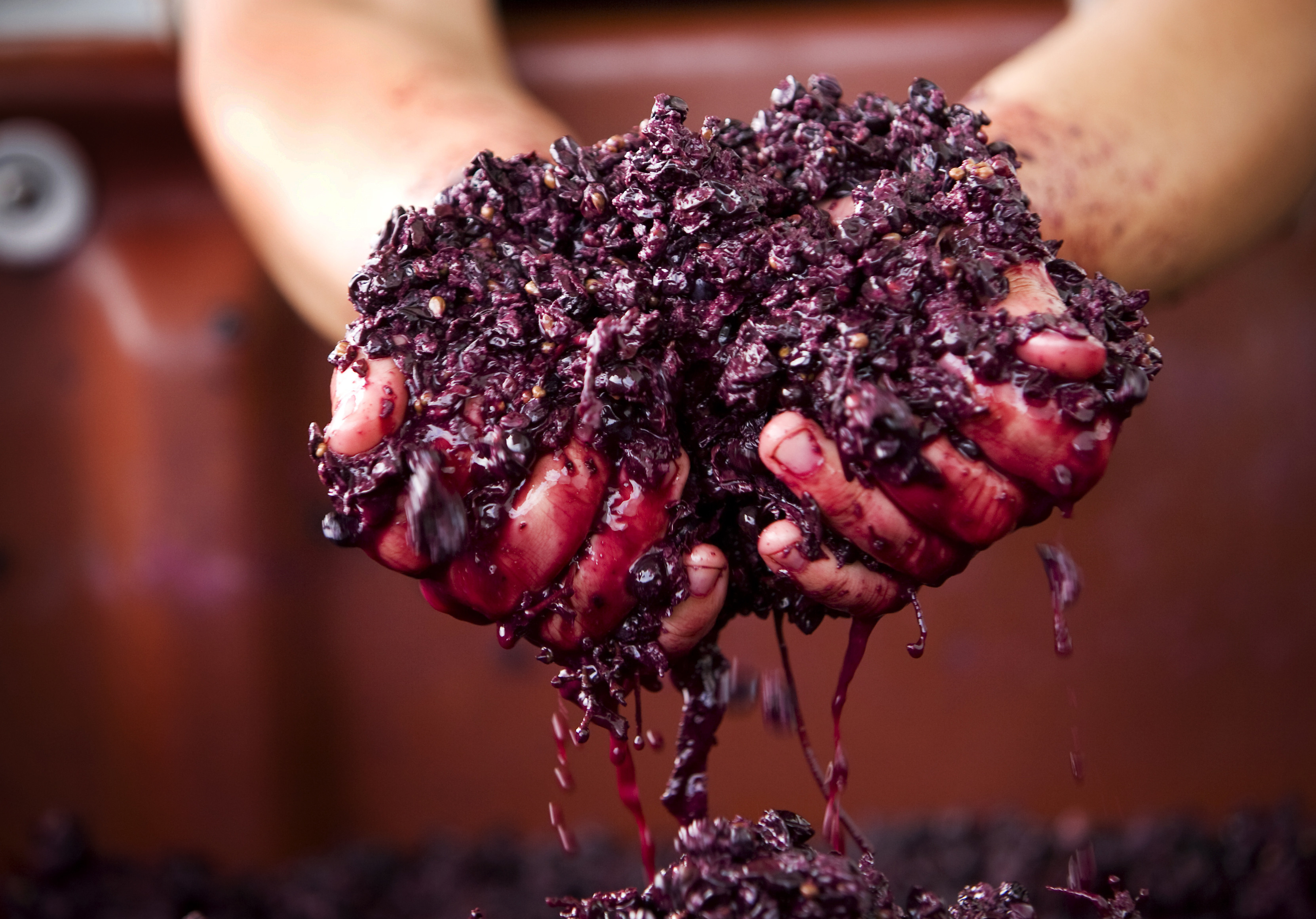 Discover the Yarra Valley Wine Tasting Tours | Explore The Heart of The Yarra Valley | Air-conditioned Mini-coach Travel