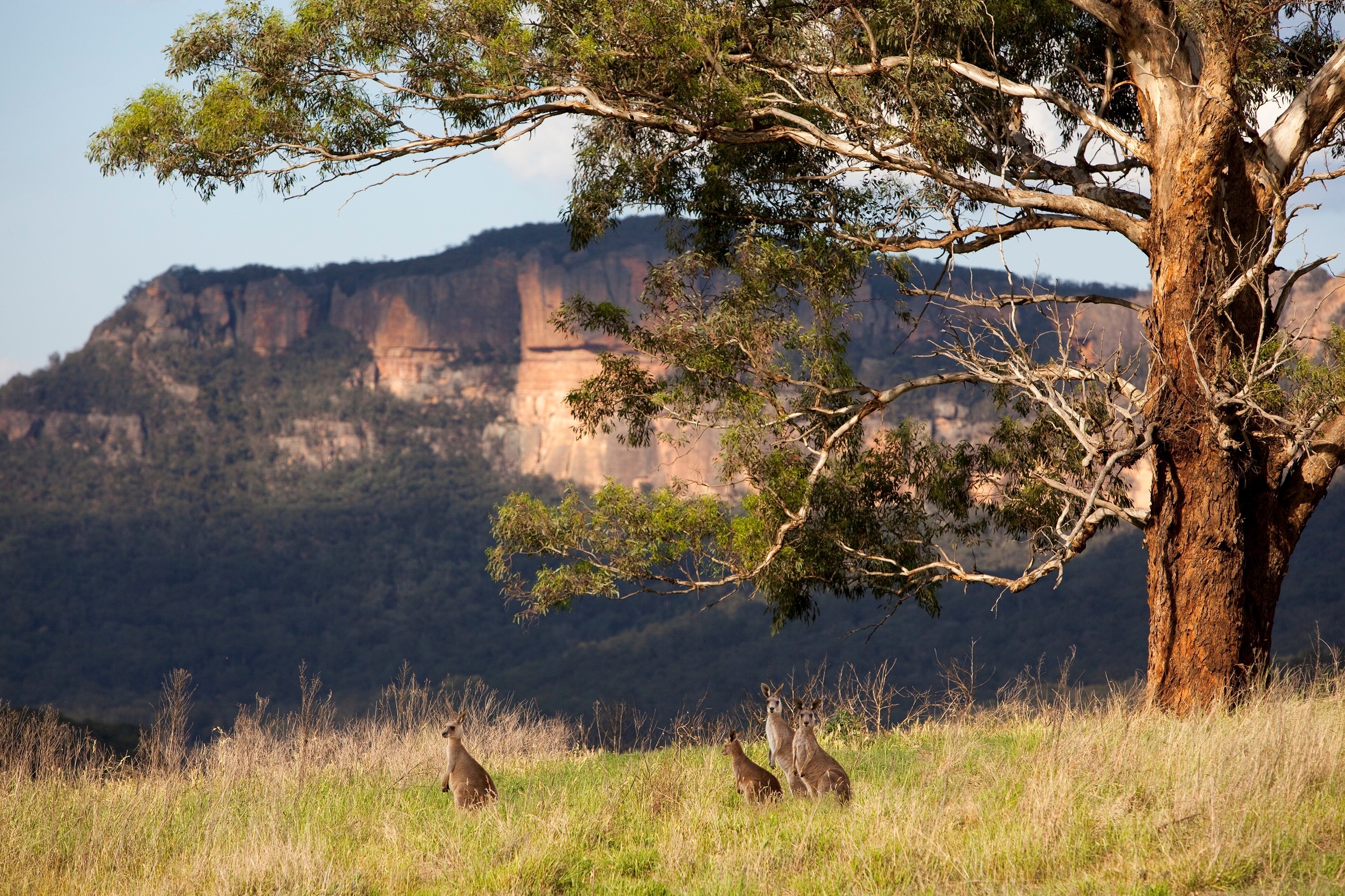 Autopia Tours: Blue Mountains Sunset & Wilderness Tour