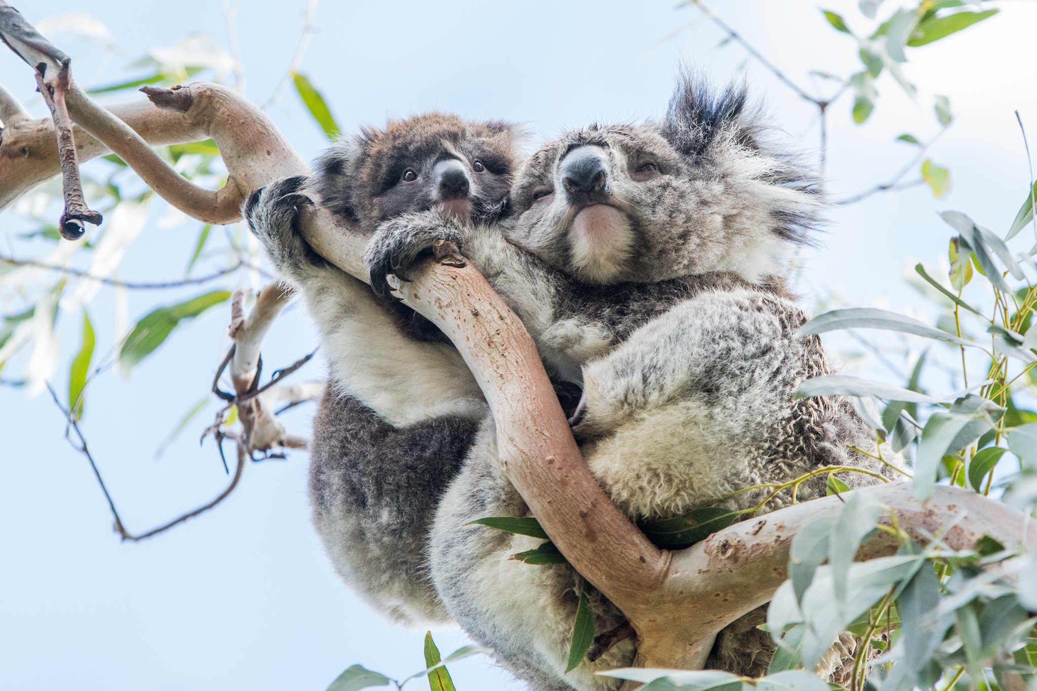 Autopia Tours: Phillip Island & Koala Highlights - Penguins General Viewing