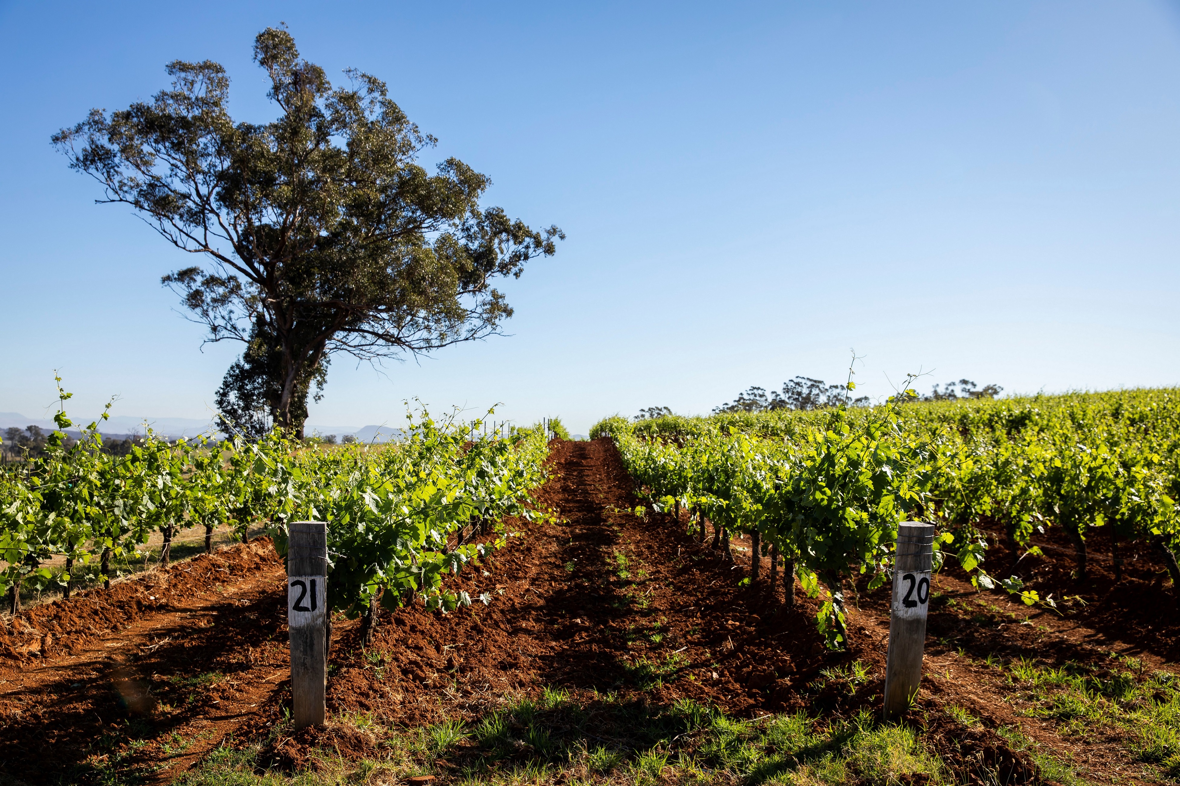Hunter Valley Scenic Wine Day Tour