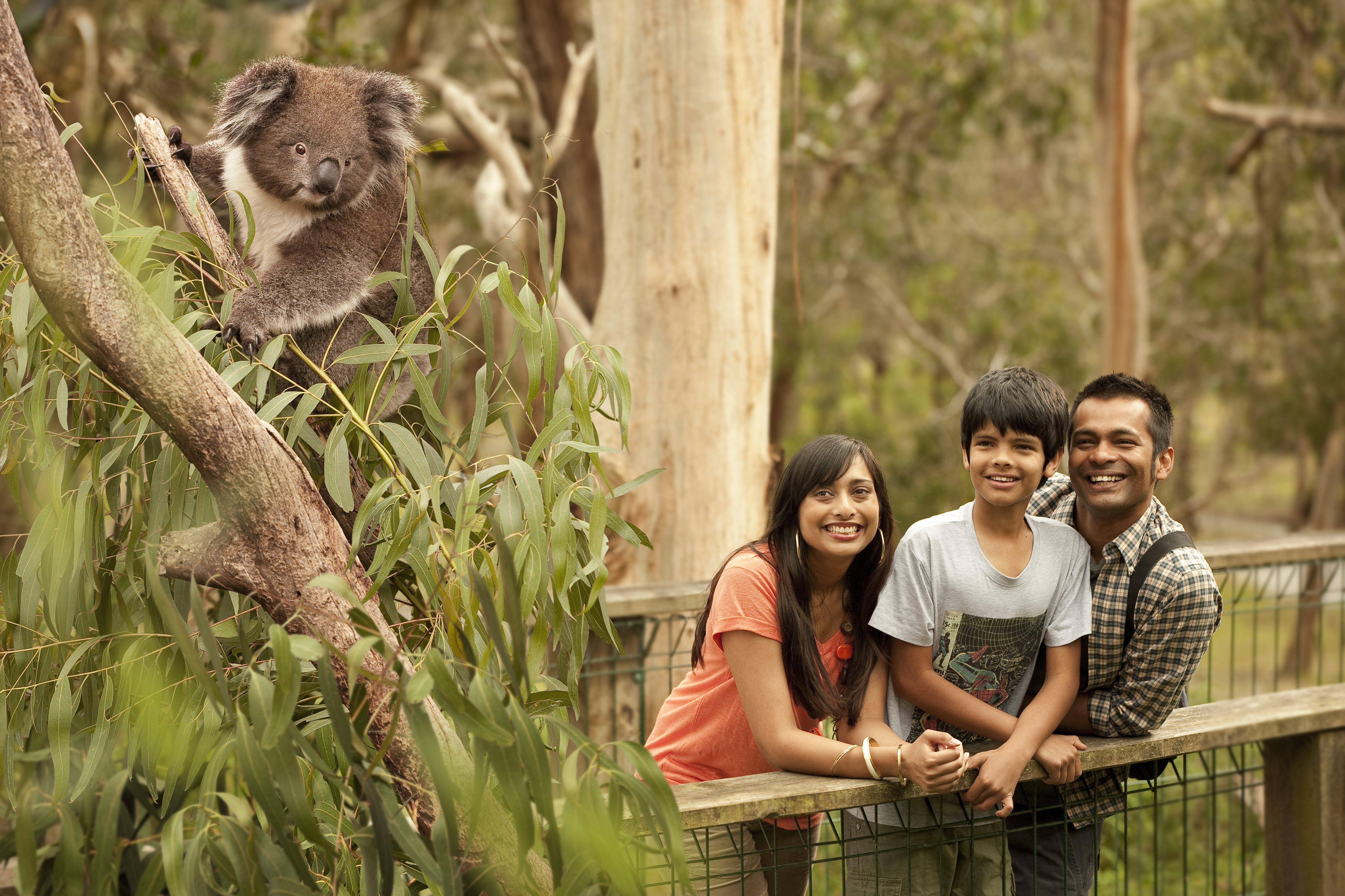 Phillip Island and Koala Highlights with Penguins General Viewing | Admission into Koala Conservation Reserve | Air-conditioned Mini-coach Travel