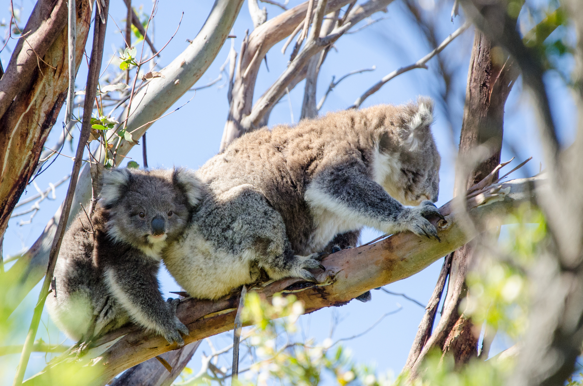 3-Day Great Ocean Road to Grampians (Standard Double/Twin Room) | All National Park Pass Entry Fees | Air-conditioned Small-group travel