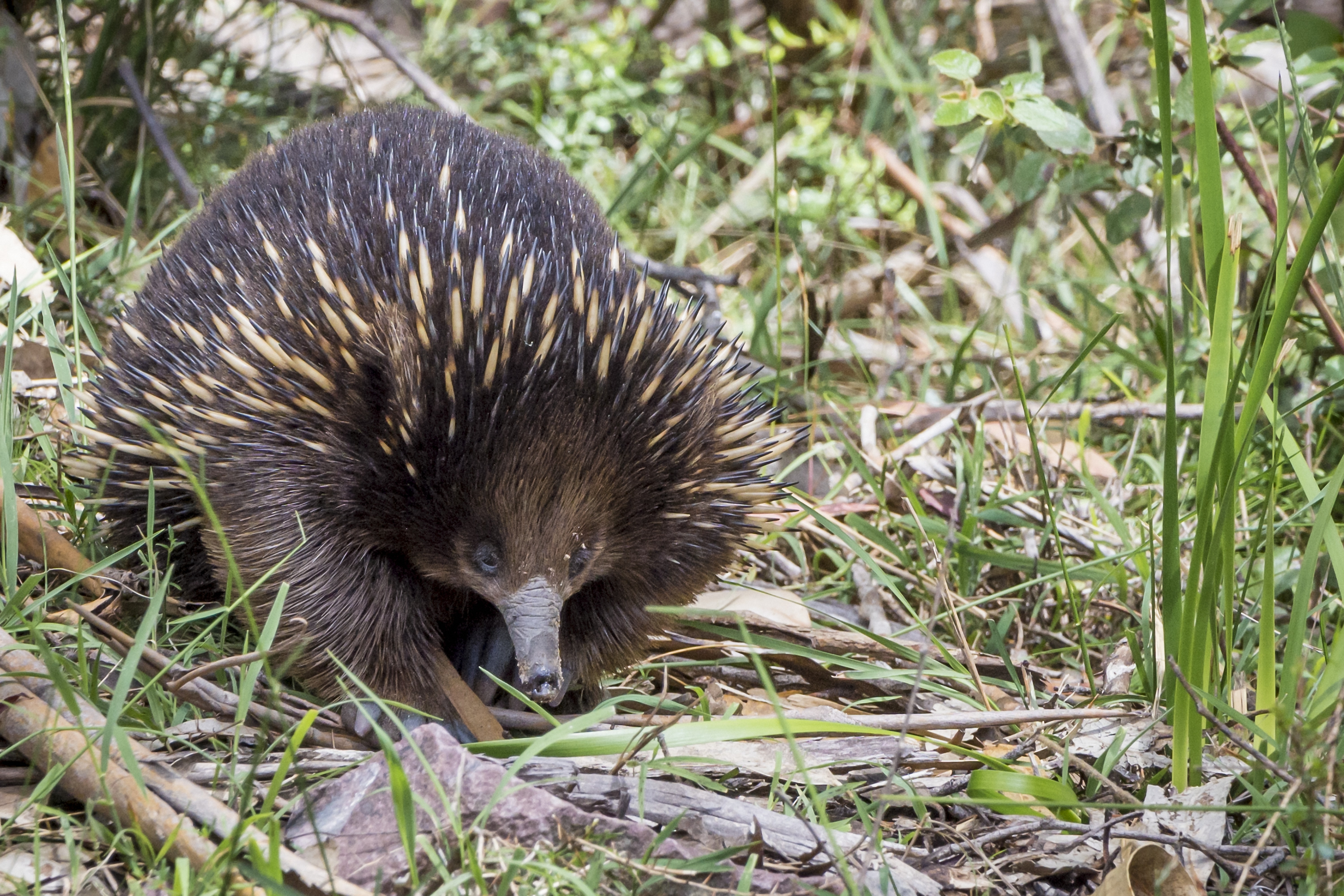 2-Day Melbourne to Adelaide (Standard Double/Twin Room) | All National Park Entrance Fees | Air-conditioned Small Group Travel