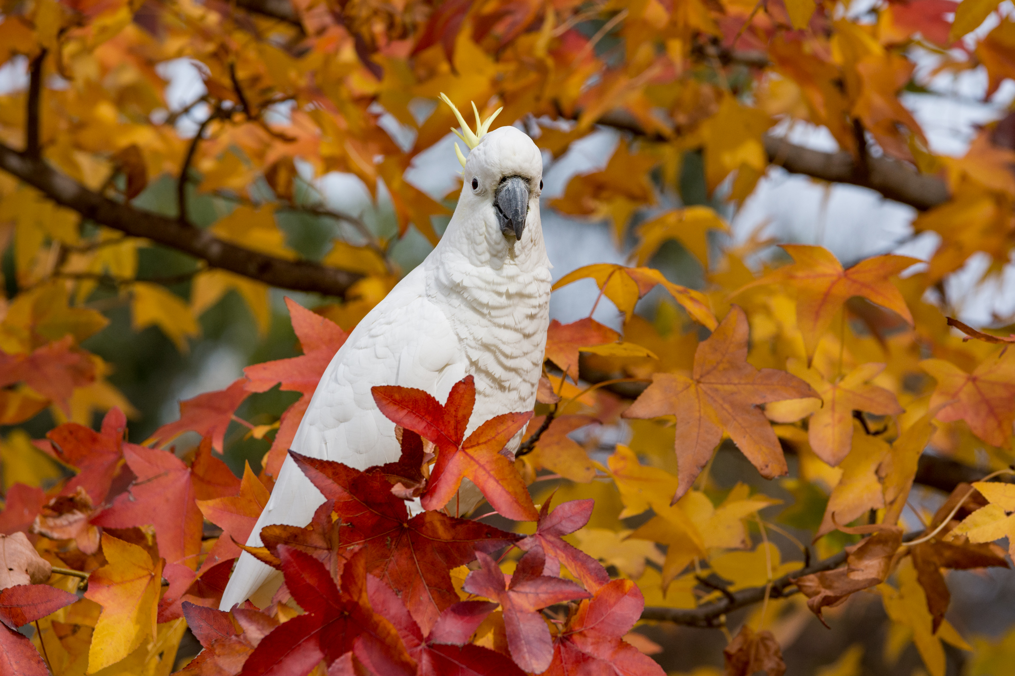 Eco-conscious Great Ocean Road Tour (Reverse) | 12 Apostles Shipwreck coast Without The Crowds