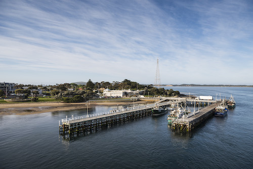 Autopia Tours: Phillip Island & Koala Highlights - Penguins General Viewing