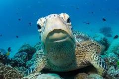 Autopia Tours: 14 Day Sydney to Cairns Fraser Island Whitsundays Comfort Tour (Twin Share)