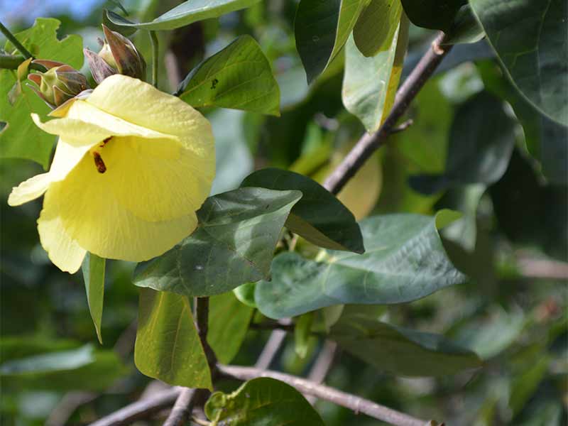 Cruise Ship PUBLIC Tour - Wildlife & Habitats of Greater Darwin