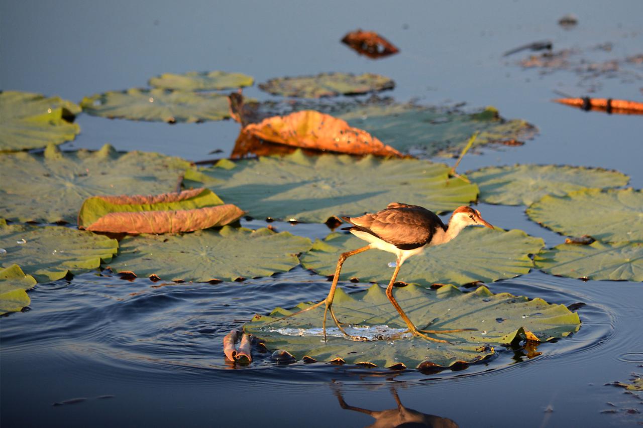 Wildlife and Environments of the  floodplains