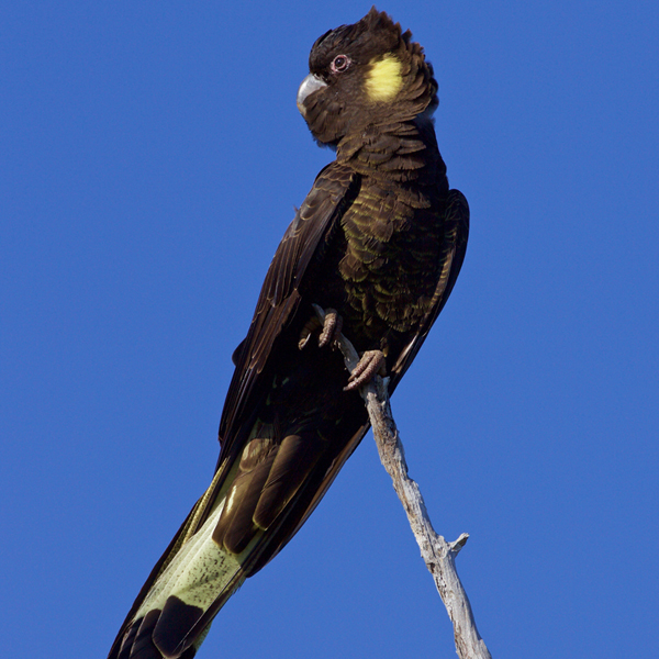 Wildlife & Birdwatching Experience - Full Day