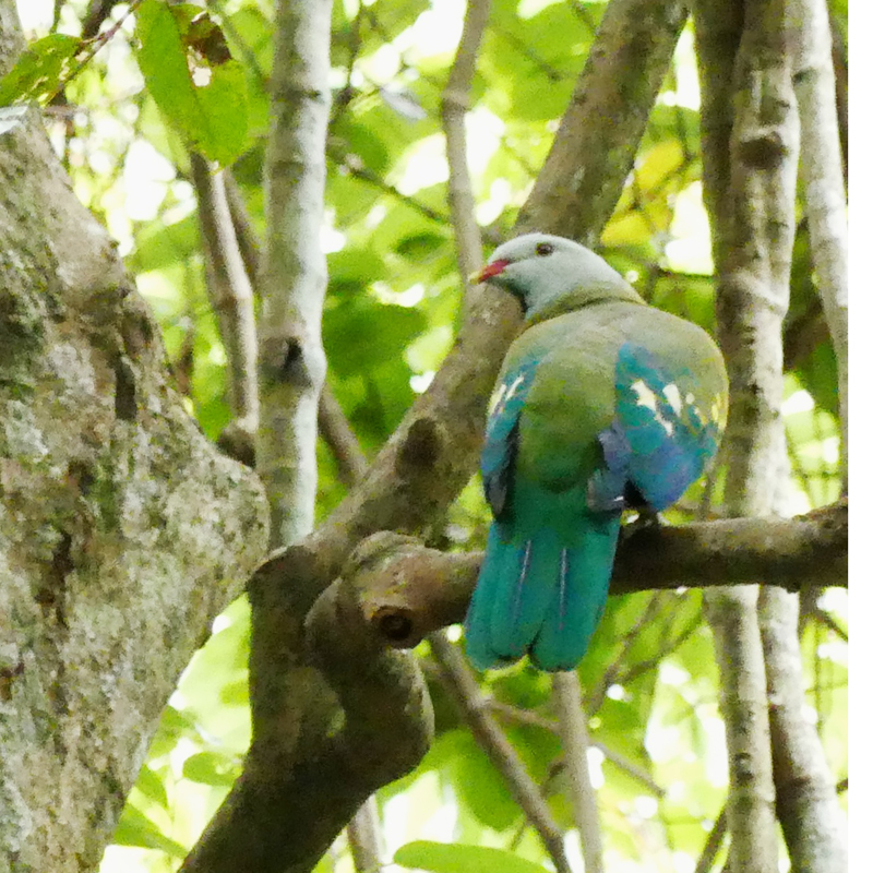 Wildlife & Birdwatching Experience - Half Day