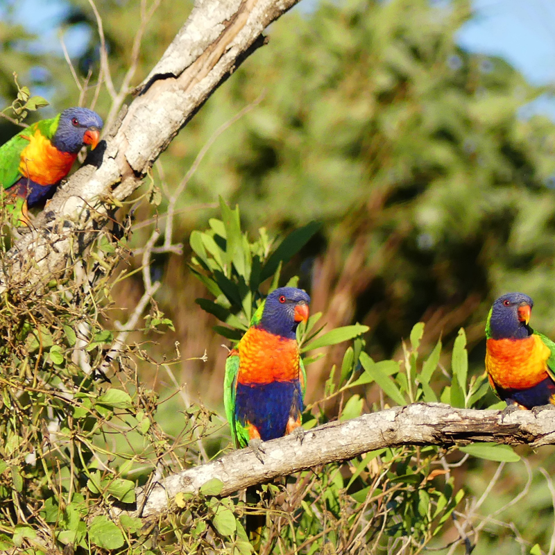 Wildlife & Birdwatching Experience - Half Day