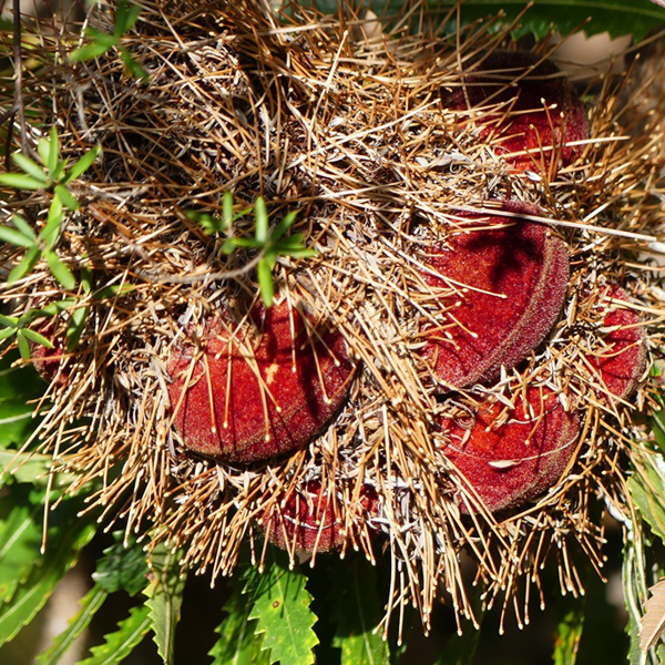 Wildlife & Birdwatching Experience - Full Day