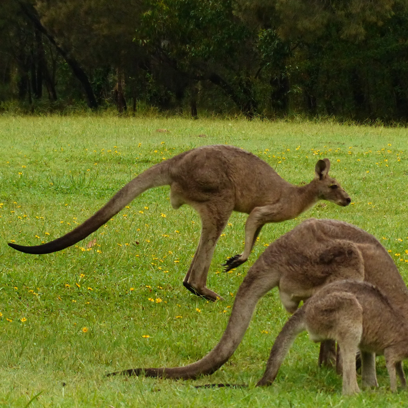Wildlife & Birdwatching Experience - Half Day