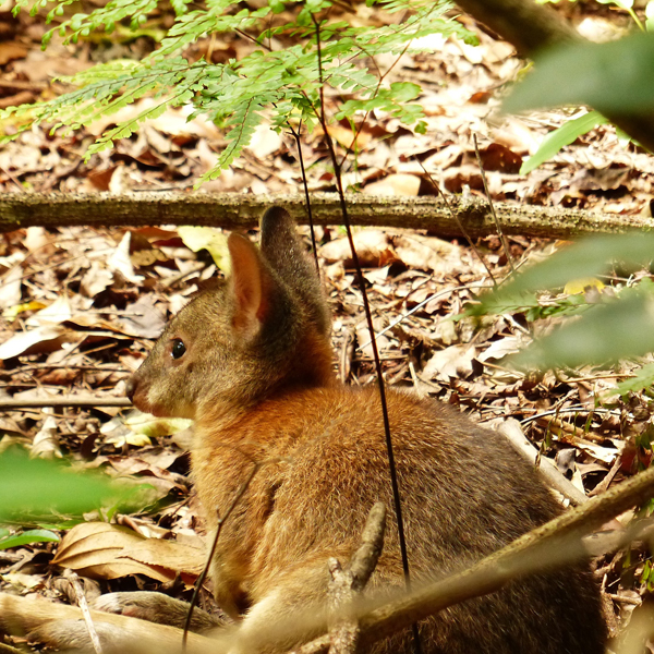 Wildlife & Birdwatching Experience - Full Day