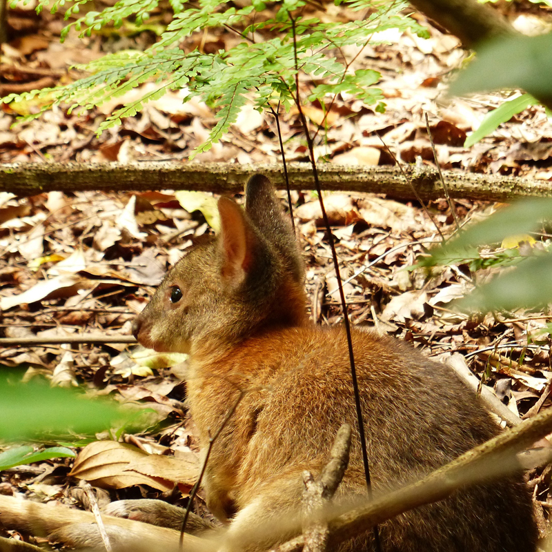 Wildlife & Birdwatching Experience - Half Day