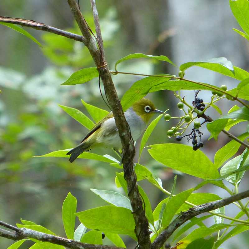 Wildlife & Birdwatching Experience - Half Day