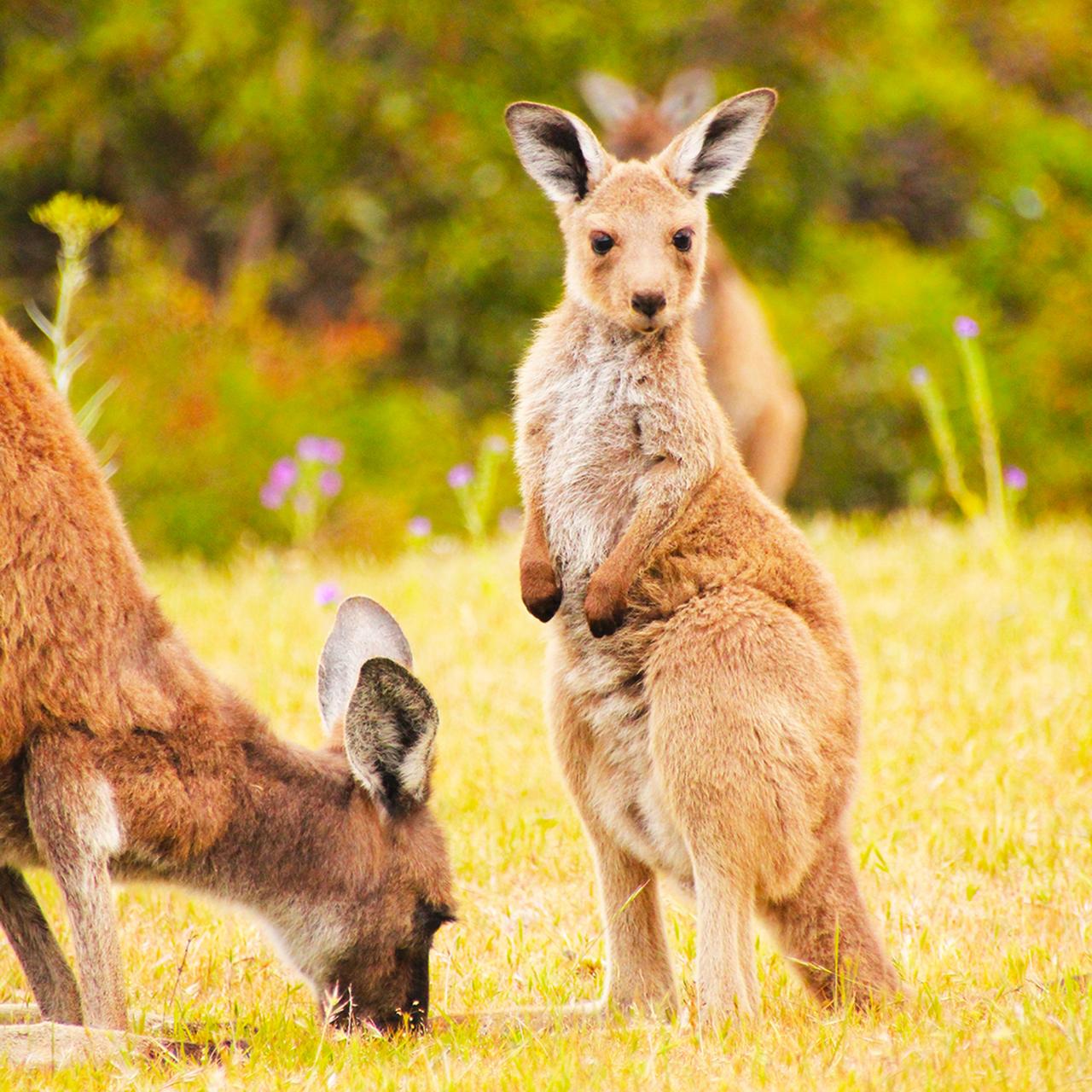 Road to Kangaroo Island