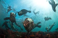 Guided Snorkel Tour at Popes Eye and South Channel Fort