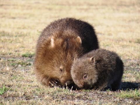 8 Day Tasmanian Wildlife and Wilderness Encounter Tasmania Australia
