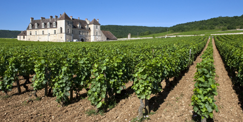 Burgundy_vineyard