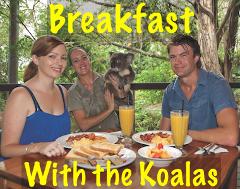 Breakfast with the Koalas+Transfer (BMG )