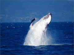 Whale Watching Tour - Cairns