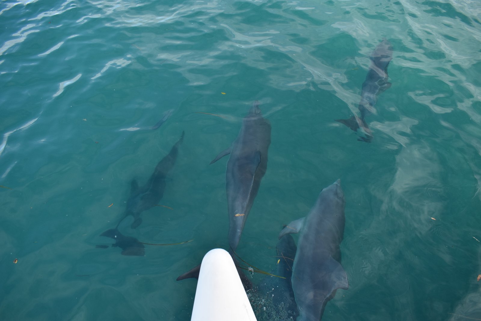 Gold Coast: Private Catamaran & Island Lunch