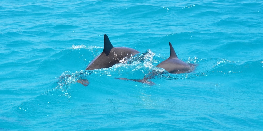 Gold Coast 3 hour Island Adventure Cruise