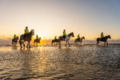 Muriwai Beach & Forest Intermediate Horse Trek 2 hours 