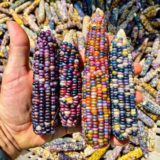 Corn whisky, beyond the confines of Bourbon a rainbow of flavour awaits! 