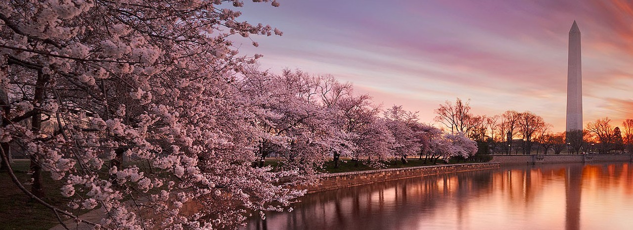 Cherry Blossoms Galore Tour March 20 April 11 Usa Guided Tours Dc Reservations