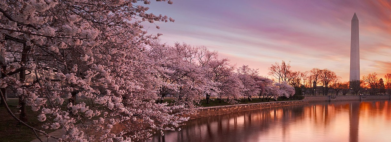 Сеул Южная Корея Cherry Blossom