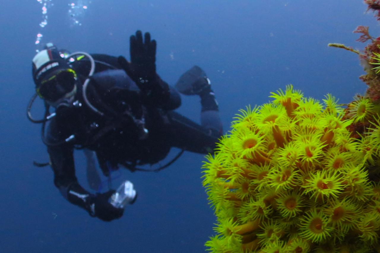 Milford Sound - Basic Diver Tour ( For unqualified / first time divers )