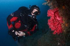 Milford Sound Dive Tour for divers with drysuit experience/ drysuit qualification (including equipment and drysuit rental)