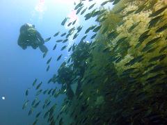 Milford Sound Dive Tour for qualified divers (including equipment and wetsuit rental)