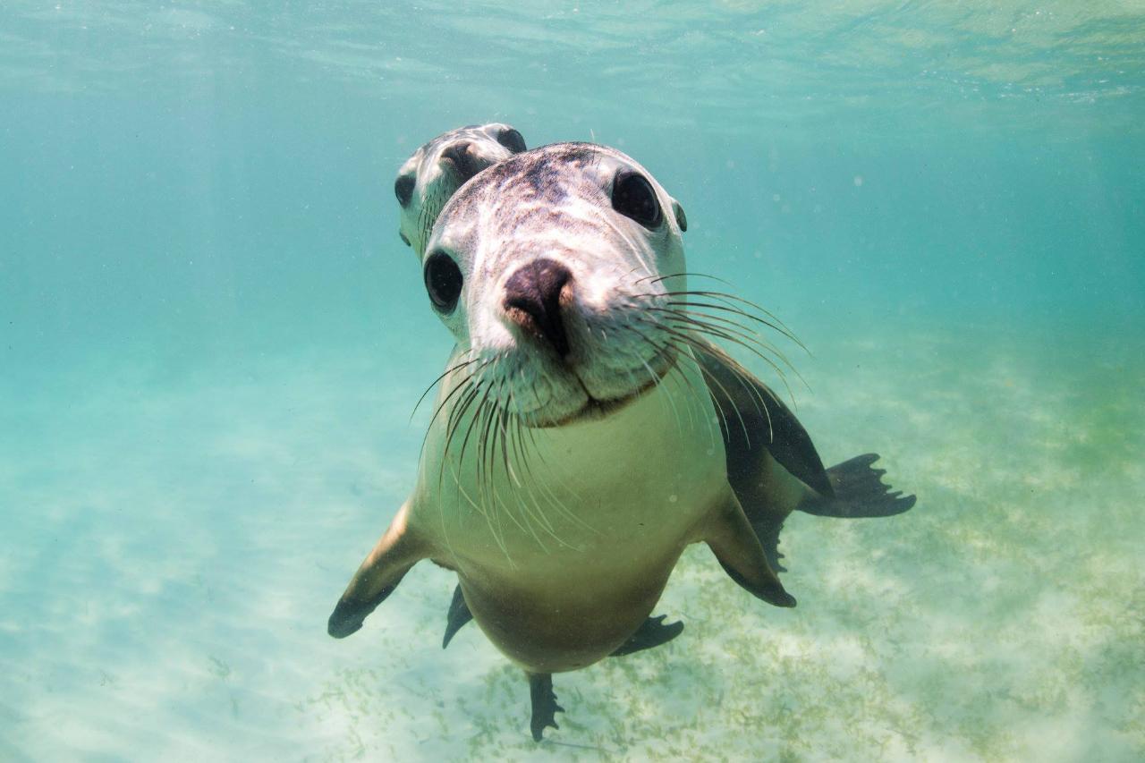 sea lion tours