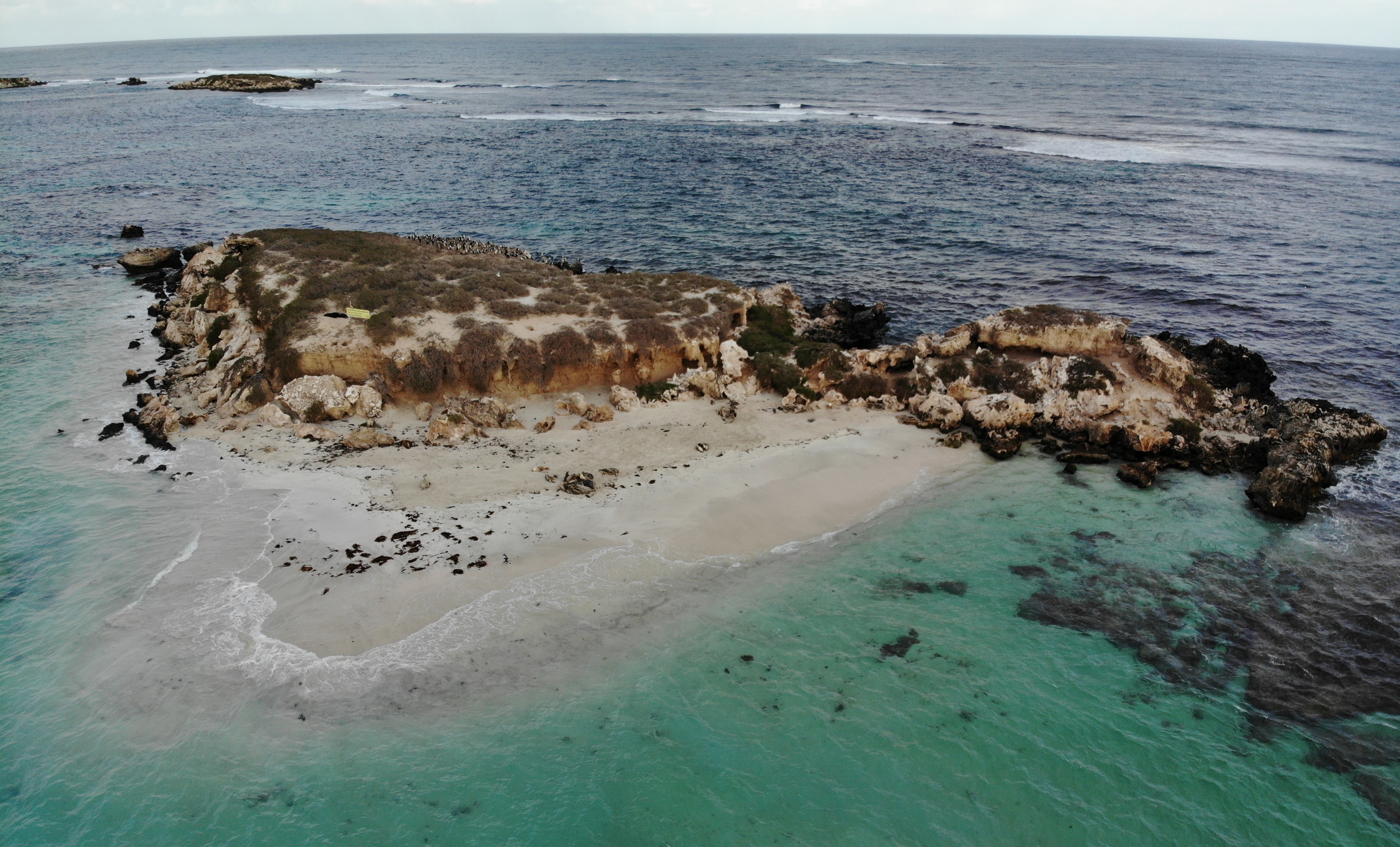 Sea Lion Tour - Sound Waves