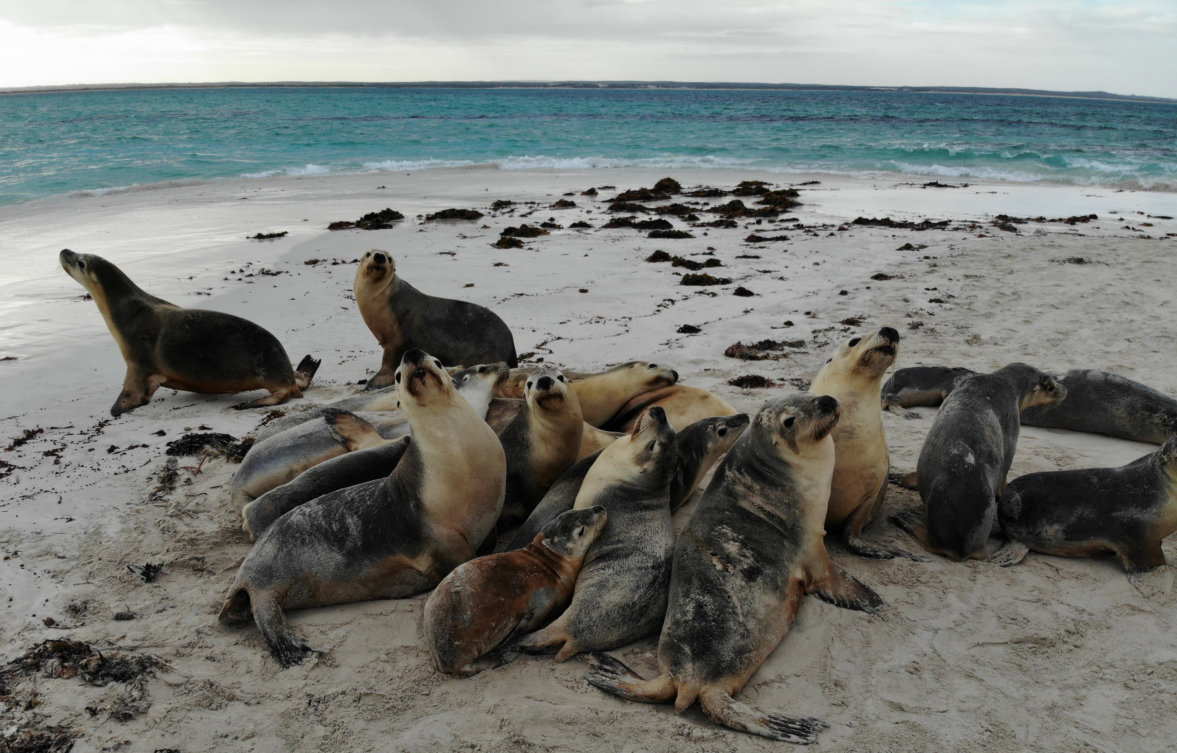 Sea Lion Tour - Sound Waves