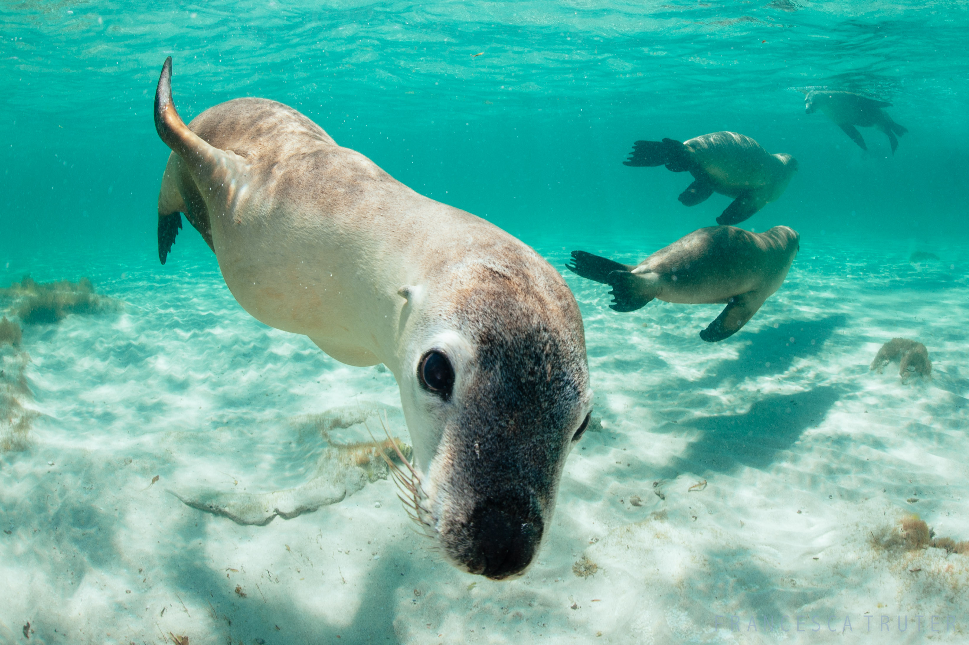 Sea Lion Tour - Sound Waves