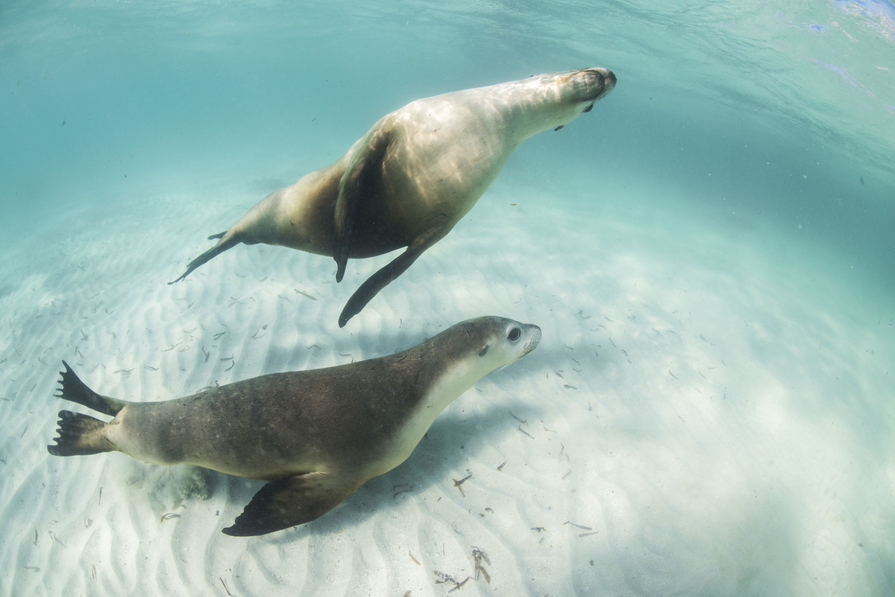Sea Lion Tour - Sound Waves