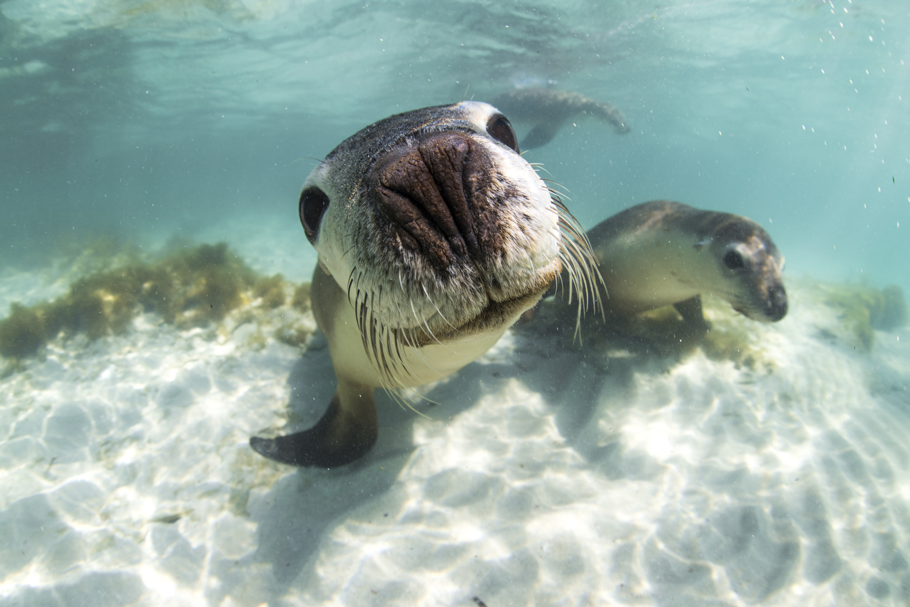 Sea Lion Tour - Sound Waves