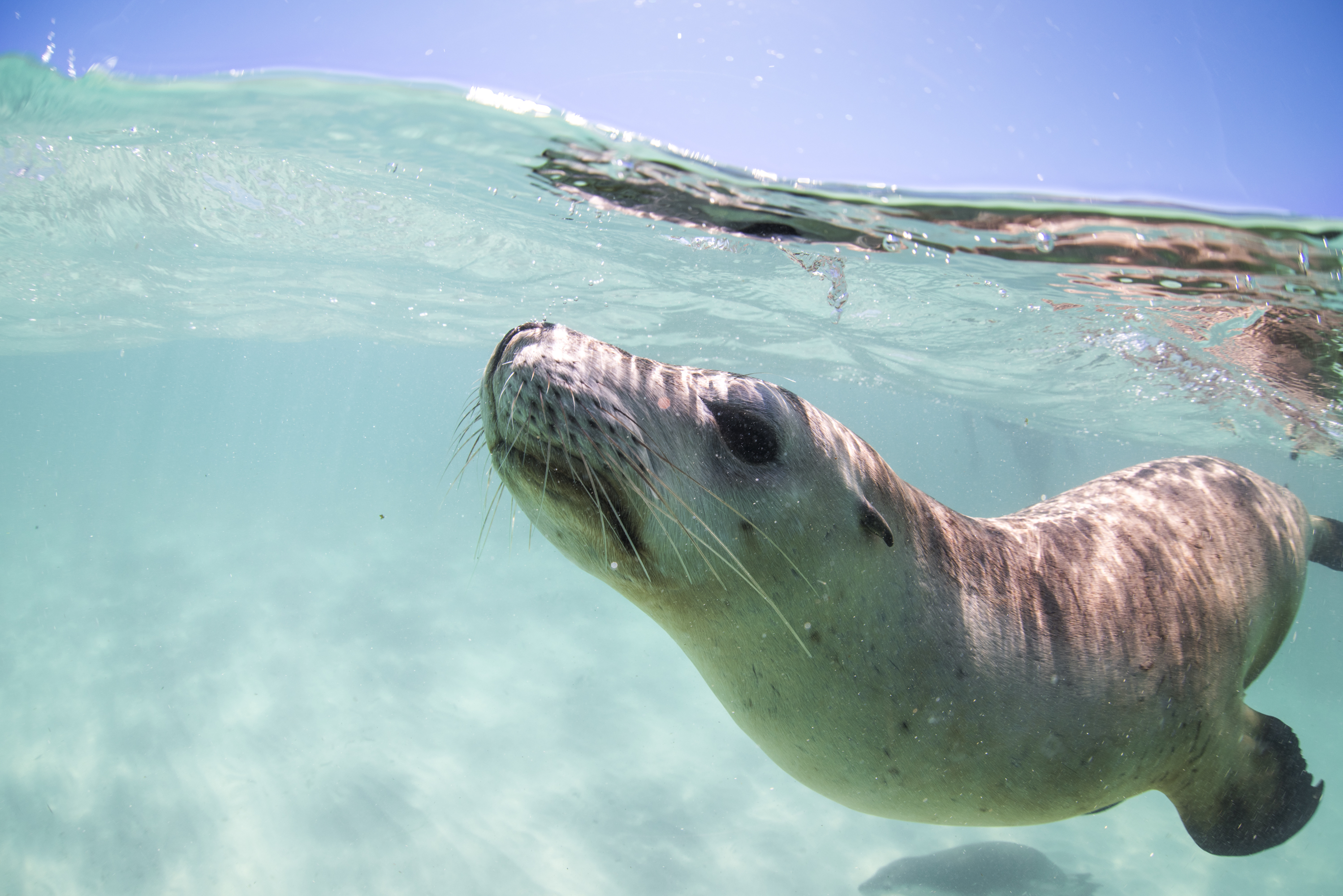 Sea Lion Tour - Sound Waves
